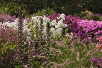 Bärentatze „Morning Candle“ 8 Bärentatze „Morning Candle“ – Bild 6