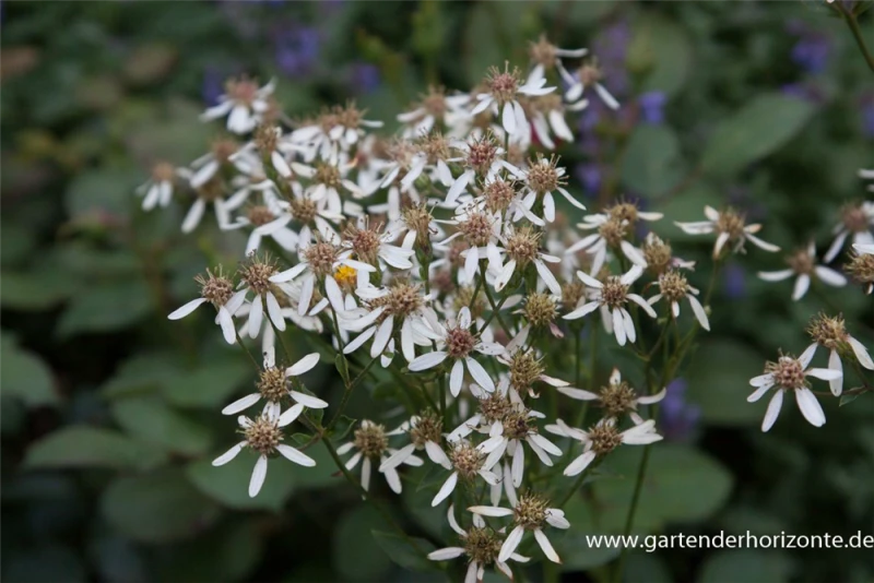 Herzblatt-Aster 3 Herzblatt-Aster