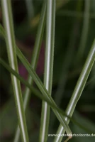 Garten-Chinaschilf „Federweißer“ 8 Garten-Chinaschilf „Federweißer“ – Bild 6