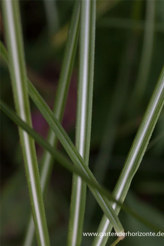 Garten-Chinaschilf „Federweißer“ 3 Garten-Chinaschilf „Federweißer“