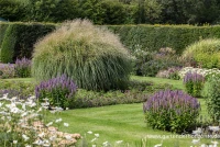 Garten-Chinaschilf „Federweißer“ 9 Garten-Chinaschilf „Federweißer“ – Bild 7