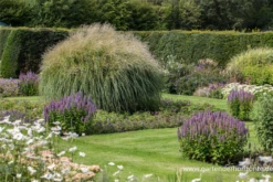 Garten-Chinaschilf „Federweißer“ 13 Garten-Chinaschilf „Federweißer“ -Blumen Risse Verkaufsladen P3001516 2 800x800