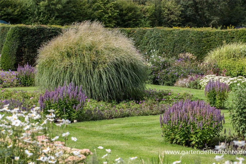 Garten-Chinaschilf „Federweißer“ 4 Garten-Chinaschilf „Federweißer“ – Bild 2