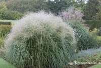 Garten-Chinaschilf „Federweißer“ 10 Garten-Chinaschilf „Federweißer“ – Bild 8