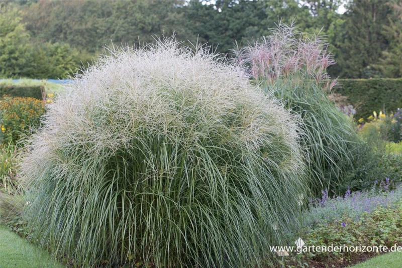 Garten-Chinaschilf „Federweißer“ 5 Garten-Chinaschilf „Federweißer“ – Bild 3