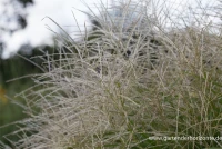 Garten-Chinaschilf „Federweißer“ 11 Garten-Chinaschilf „Federweißer“ – Bild 9