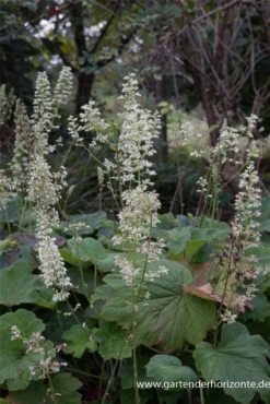 Samthaariges Silberglöckchen