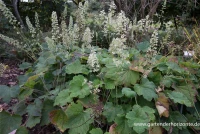 Samthaariges Silberglöckchen 6 Samthaariges Silberglöckchen – Bild 4