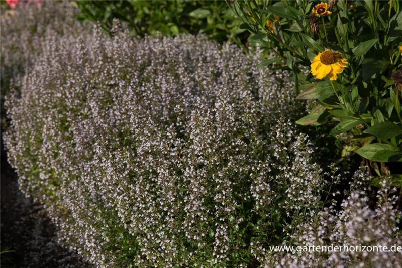 Kleinblütige Bergminze „Triumphator“ 3 Kleinblütige Bergminze „Triumphator“