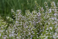 Kleinblütige Bergminze „Triumphator“ 7 Kleinblütige Bergminze „Triumphator“ – Bild 5