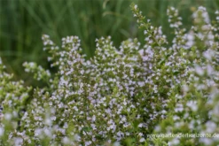 Kleinblütige Bergminze „Triumphator“ 9 Kleinblütige Bergminze „Triumphator“ -Blumen Risse Verkaufsladen P3001572 2 800x800
