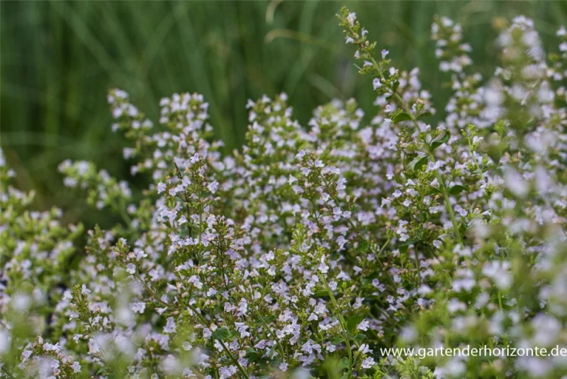 Kleinblütige Bergminze „Triumphator“ 4 Kleinblütige Bergminze „Triumphator“ – Bild 2