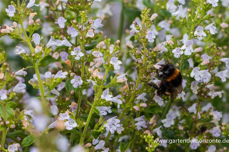Kleinblütige Bergminze „Triumphator“ 5 Kleinblütige Bergminze „Triumphator“ – Bild 3