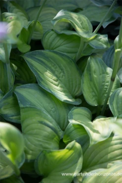Duftende Garten-Lilien-Funkie „Guacamole“ -Blumen Risse Verkaufsladen P3001595 3 800x800