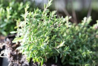 Berg-Sandkraut „Blizzard Compact“ 8 Berg-Sandkraut „Blizzard Compact“ – Bild 6