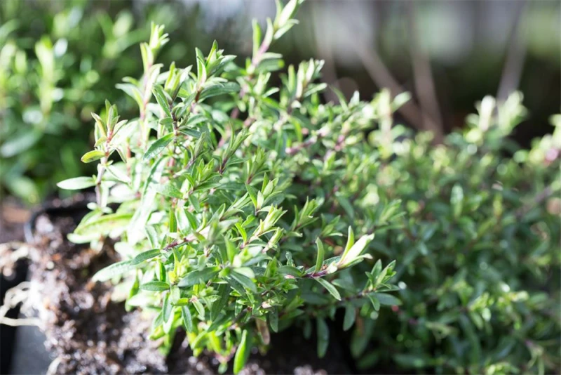 Berg-Sandkraut „Blizzard Compact“ 3 Berg-Sandkraut „Blizzard Compact“