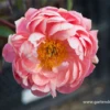Frühblühende Garten-Pfingstrose „Coral Charm“
