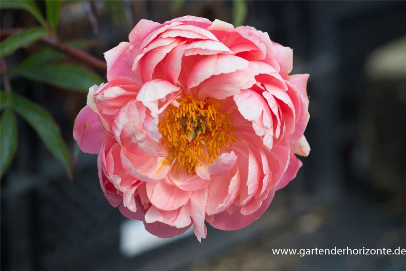 Frühblühende Garten-Pfingstrose „Coral Charm“ 3 Frühblühende Garten-Pfingstrose „Coral Charm“