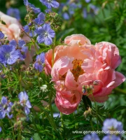 Frühblühende Garten-Pfingstrose „Coral Charm“ 8 Frühblühende Garten-Pfingstrose „Coral Charm“ – Bild 6