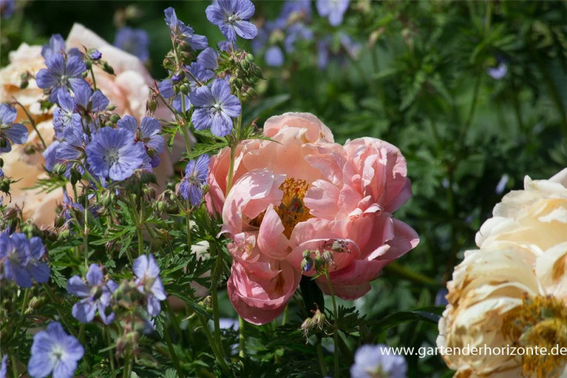 Frühblühende Garten-Pfingstrose „Coral Charm“ 5 Frühblühende Garten-Pfingstrose „Coral Charm“ – Bild 3