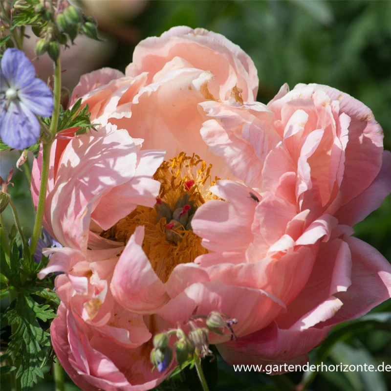 Frühblühende Garten-Pfingstrose „Coral Charm“ 6 Frühblühende Garten-Pfingstrose „Coral Charm“ – Bild 4