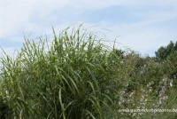 Garten-Chinaschilf „Giraffe“ 8 Garten-Chinaschilf „Giraffe“ – Bild 6