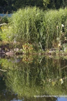 Garten-Chinaschilf „Giraffe“ 9 Garten-Chinaschilf „Giraffe“ – Bild 7