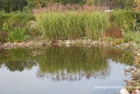 Garten-Chinaschilf „Giraffe“ 10 Garten-Chinaschilf „Giraffe“ – Bild 8