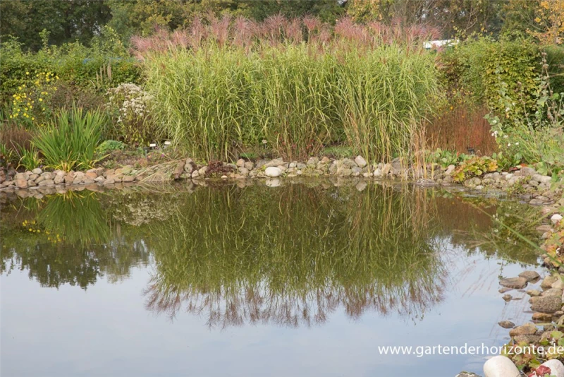 Garten-Chinaschilf „Giraffe“ 5 Garten-Chinaschilf „Giraffe“ – Bild 3