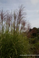 Garten-Chinaschilf „Giraffe“ 11 Garten-Chinaschilf „Giraffe“ – Bild 9