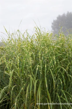 Garten-Chinaschilf „Giraffe“ 16 Garten-Chinaschilf „Giraffe“ -Blumen Risse Verkaufsladen P3001688 5 800x800