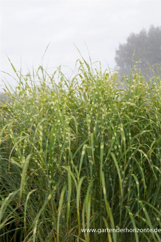 Garten-Chinaschilf „Giraffe“ 7 Garten-Chinaschilf „Giraffe“ – Bild 5