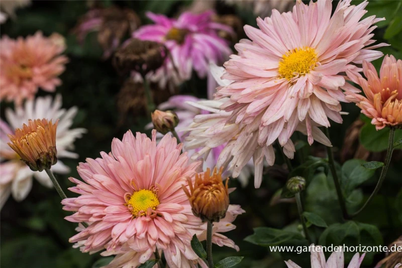 Winteraster „Apricot“ 4 Winteraster „Apricot“ – Bild 2