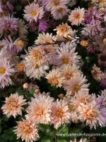 Winteraster „Apricot“ 8 Winteraster „Apricot“ – Bild 6