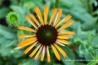 Garten-Scheinsonnenhut „Tangerine Dream“® 7 Garten-Scheinsonnenhut „Tangerine Dream“® – Bild 5