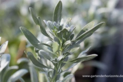 Silberwinde „Snow Angel“