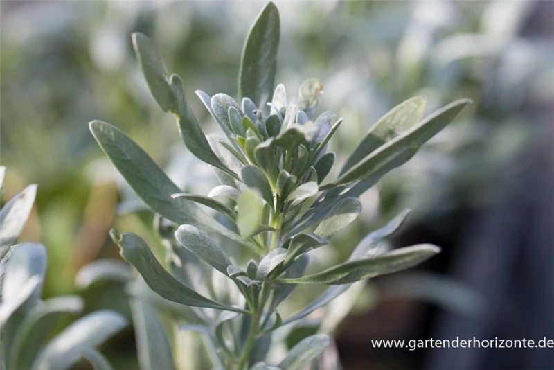 Silberwinde „Snow Angel“ 3 Silberwinde „Snow Angel“