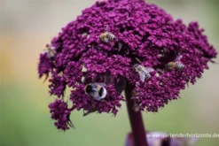 Große Engelwurz -Blumen Risse Verkaufsladen P3001832 2 800x800