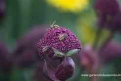 Große Engelwurz -Blumen Risse Verkaufsladen P3001832 3 800x800