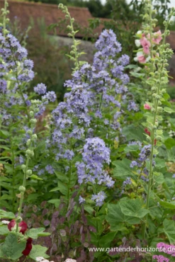Hohe Dolden-Glockenblume „Prichard“s Variety“