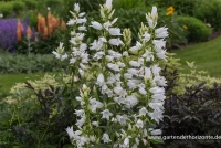 Großblütige Wald-Glockenblume „Alba“ 11 Großblütige Wald-Glockenblume „Alba“ – Bild 9