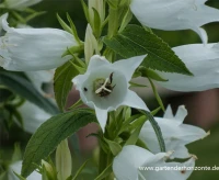 Großblütige Wald-Glockenblume „Alba“ 12 Großblütige Wald-Glockenblume „Alba“ – Bild 10