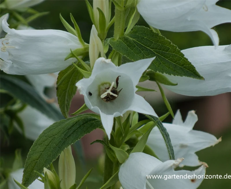 Großblütige Wald-Glockenblume „Alba“ 6 Großblütige Wald-Glockenblume „Alba“ – Bild 4