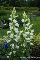 Großblütige Wald-Glockenblume „Alba“ 13 Großblütige Wald-Glockenblume „Alba“ – Bild 11