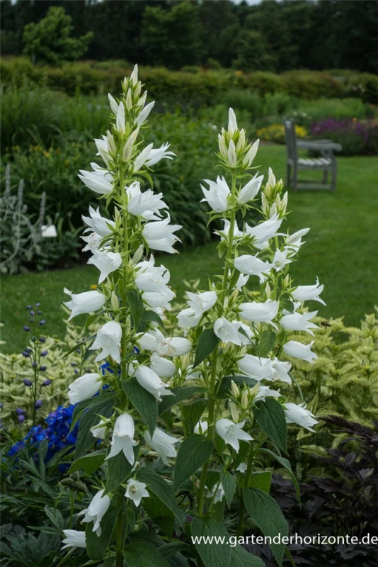 Großblütige Wald-Glockenblume „Alba“ 7 Großblütige Wald-Glockenblume „Alba“ – Bild 5