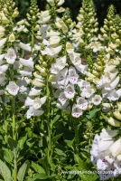 Garten-Fingerhut „Alba“ 5 Garten-Fingerhut „Alba“ – Bild 3