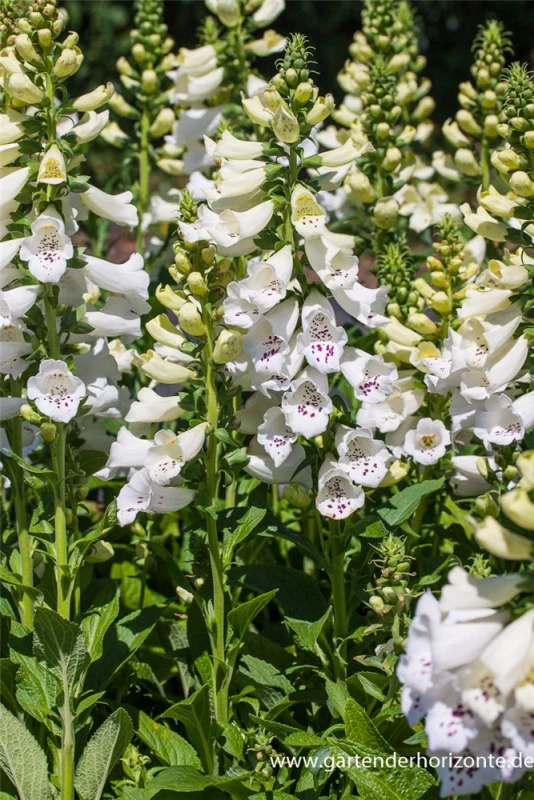 Garten-Fingerhut „Alba“ 3 Garten-Fingerhut „Alba“