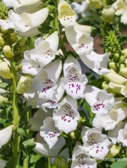 Garten-Fingerhut „Alba“ 7 Garten-Fingerhut „Alba“ -Blumen Risse Verkaufsladen P3001848 2 800x800