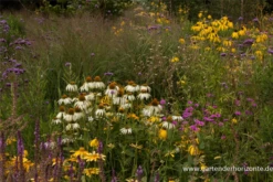 Garten-Scheinsonnenhut „Alba“ -Blumen Risse Verkaufsladen P3001851 2 800x800
