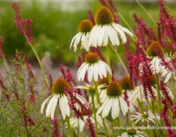 Garten-Scheinsonnenhut „Alba“ -Blumen Risse Verkaufsladen P3001851 3 800x800